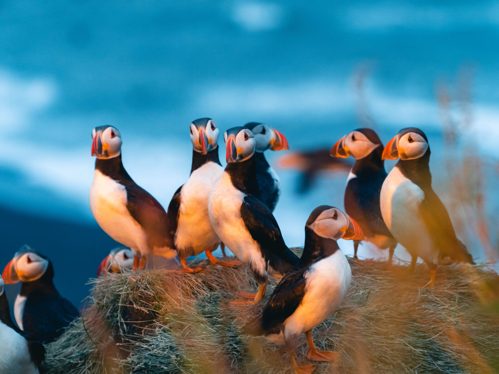 Atlantic,Puffin,Also,Know,As,Common,Puffin,Is,A,Species