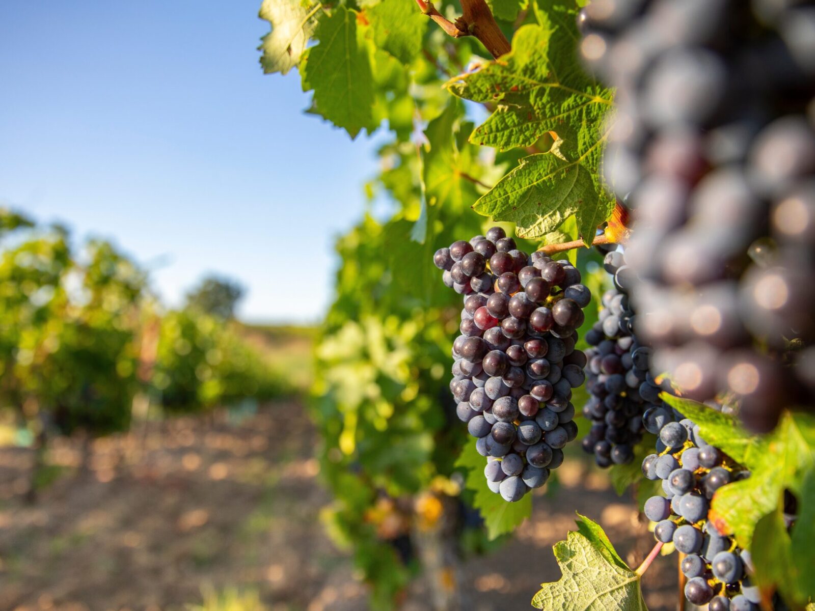 Grape,Cluster,In,The,Vine,In,Autumn.