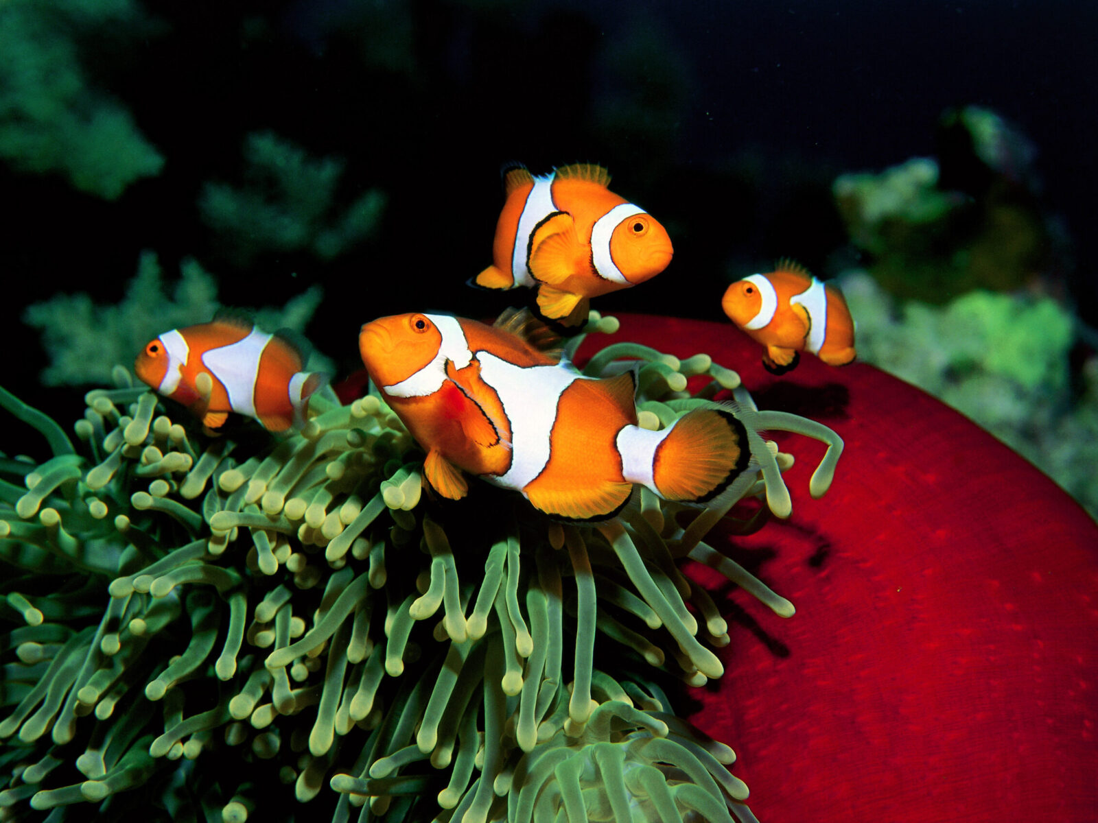 Clown,Anemonefishes,,Ocellaris,Percula,,Trobriand,Island,Papua,New,Guinea.
