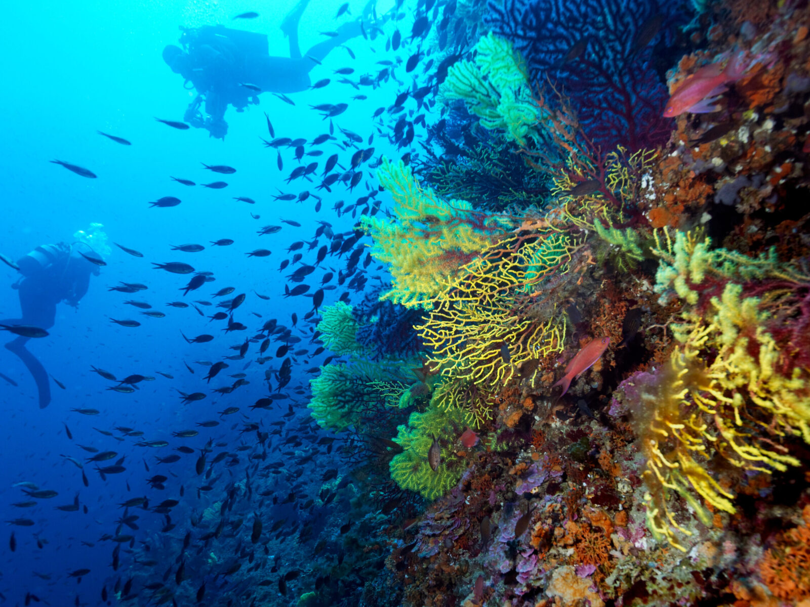 Underwater,Scene,Of,A,Coral,Reef,With,Gorgonian,Coral,Eunicella