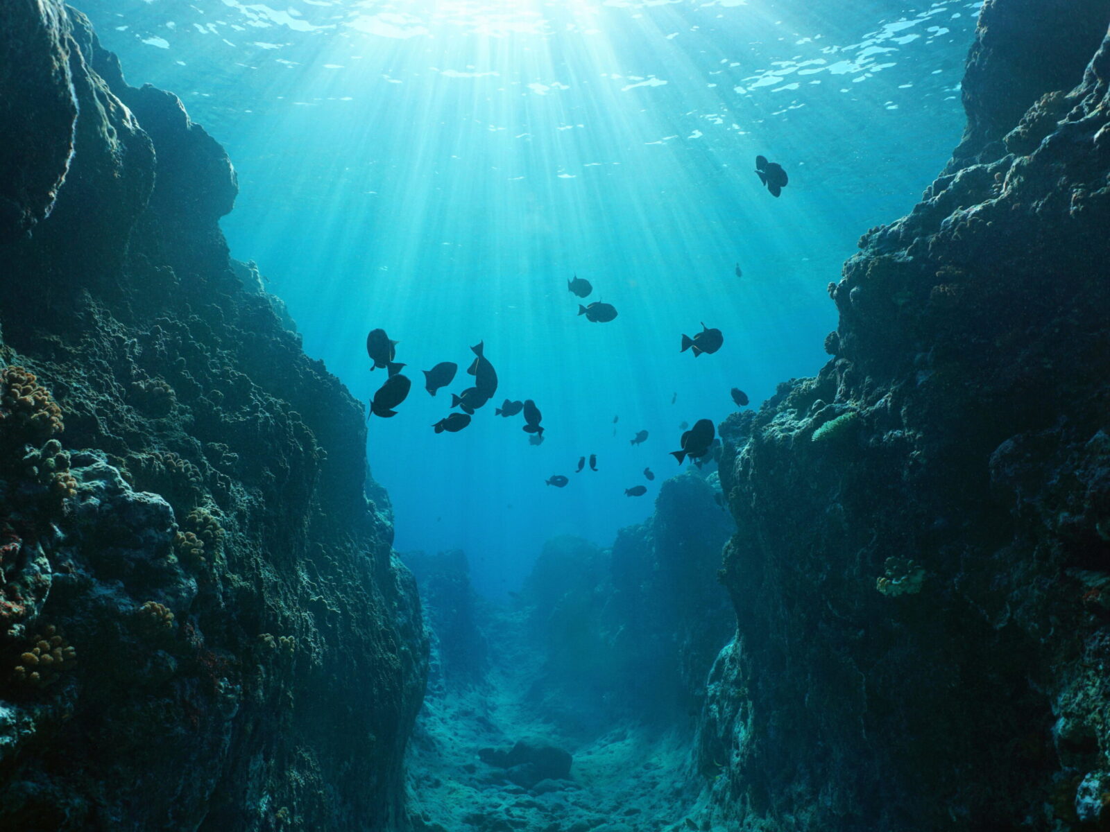 Small,Canyon,Underwater,Carved,By,The,Swell,Into,The,Fore
