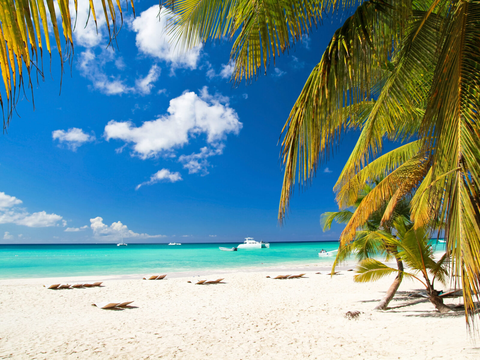 Caribbean,Beach,With,Palms,,Paradise,Island