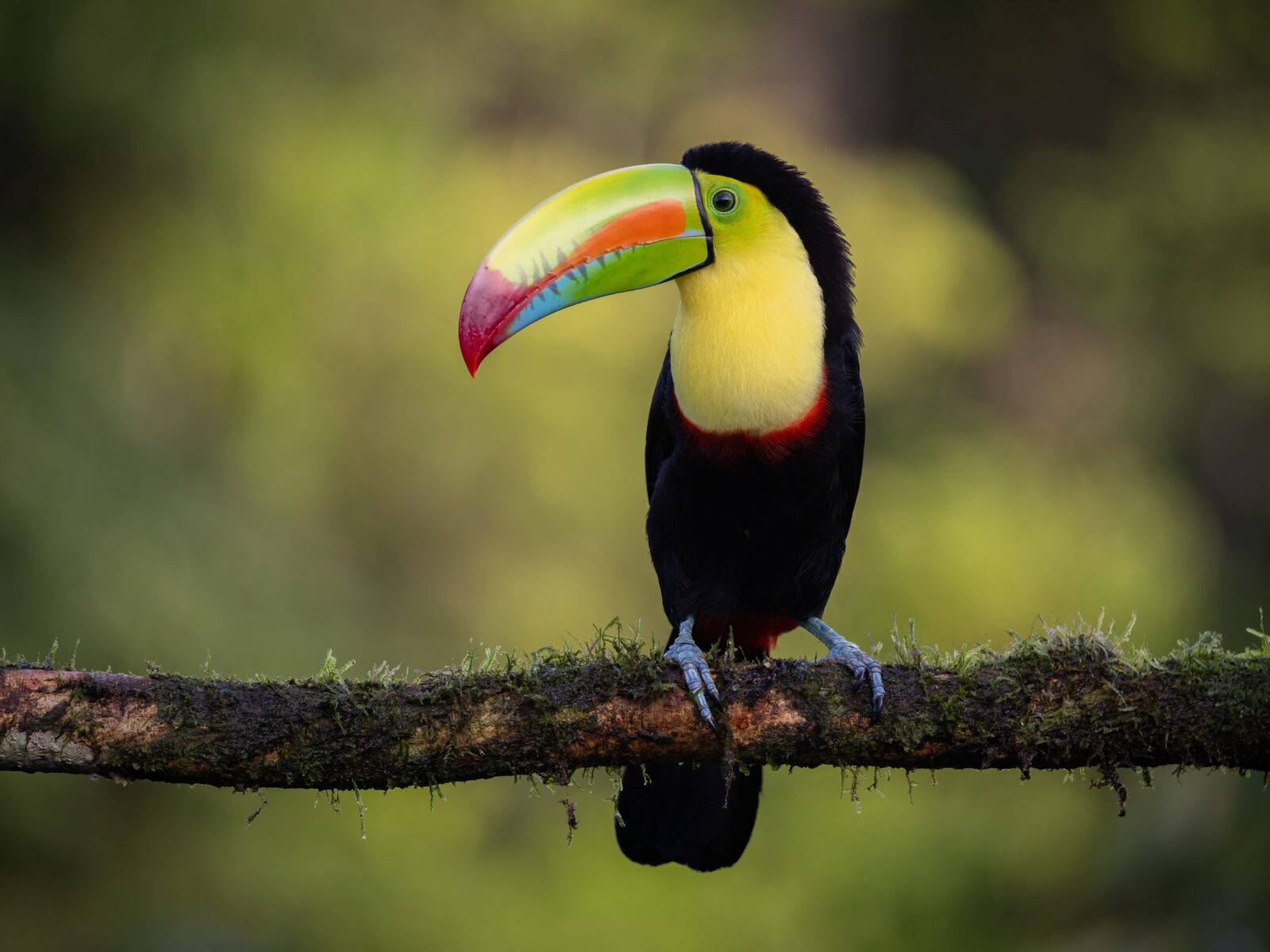Keel-billed,Toucan,In,Costa,Rica