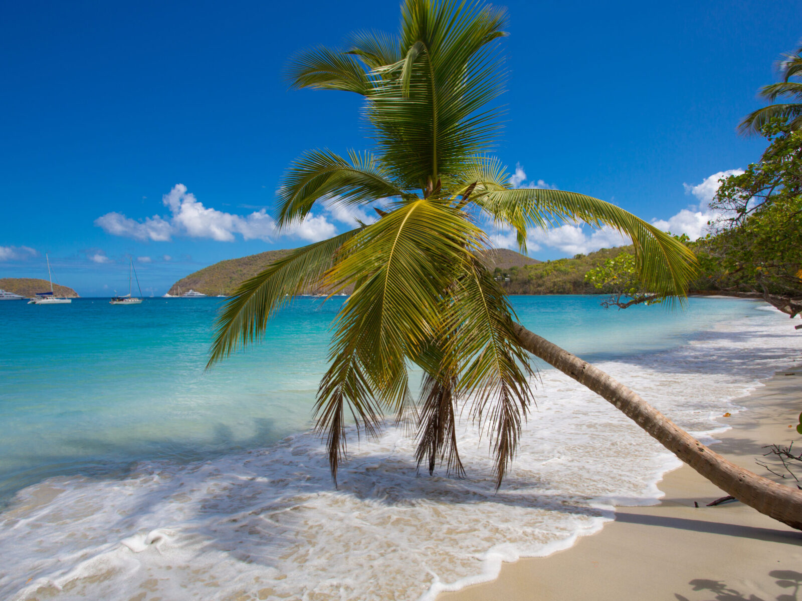 Palm,Trees,On,Maho,Bay,Beach,On,The,Caribbean,Island