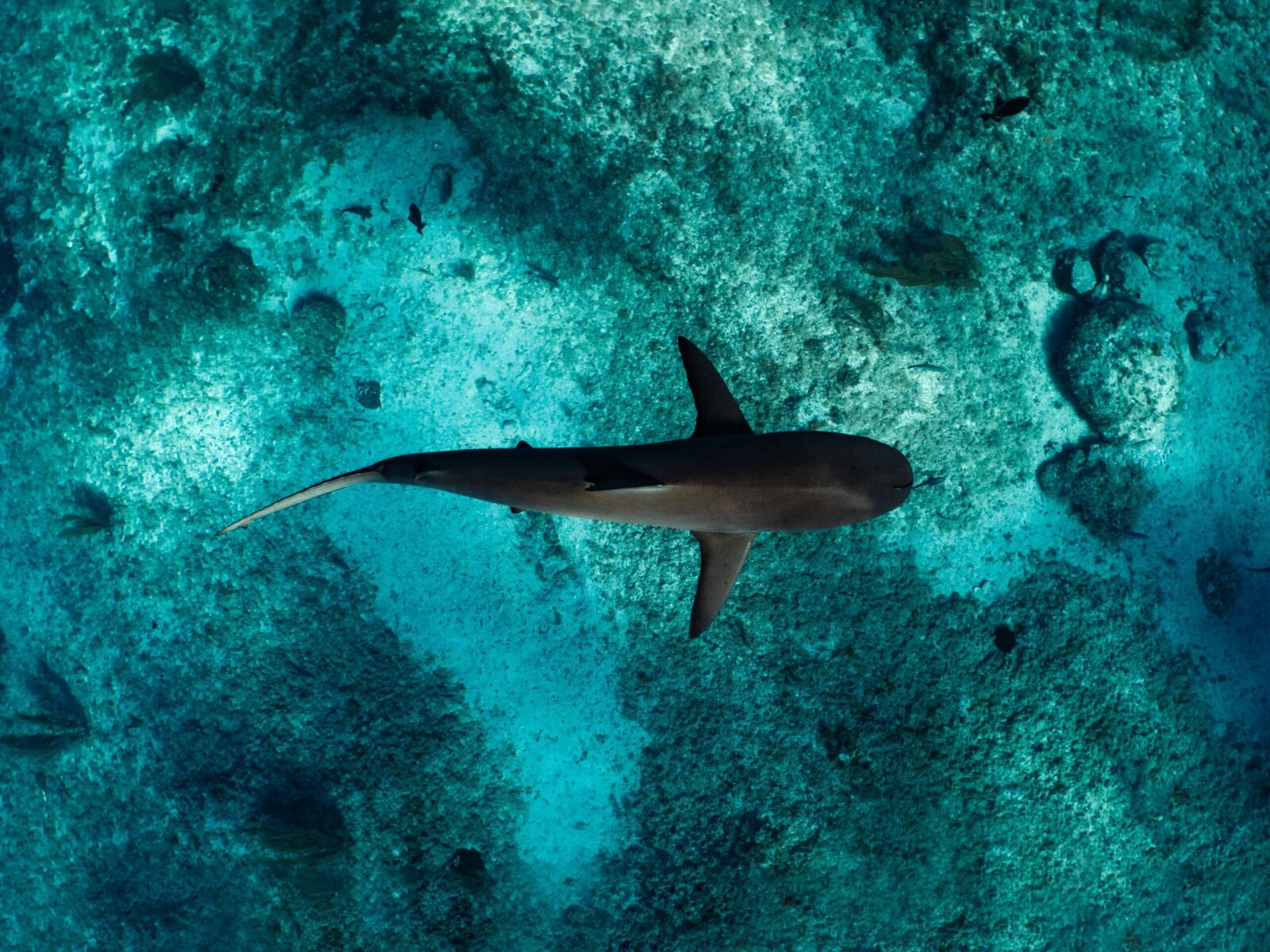 Shark,Swimming,Over,Shallow,Coral,Reef,In,The,Bahamas