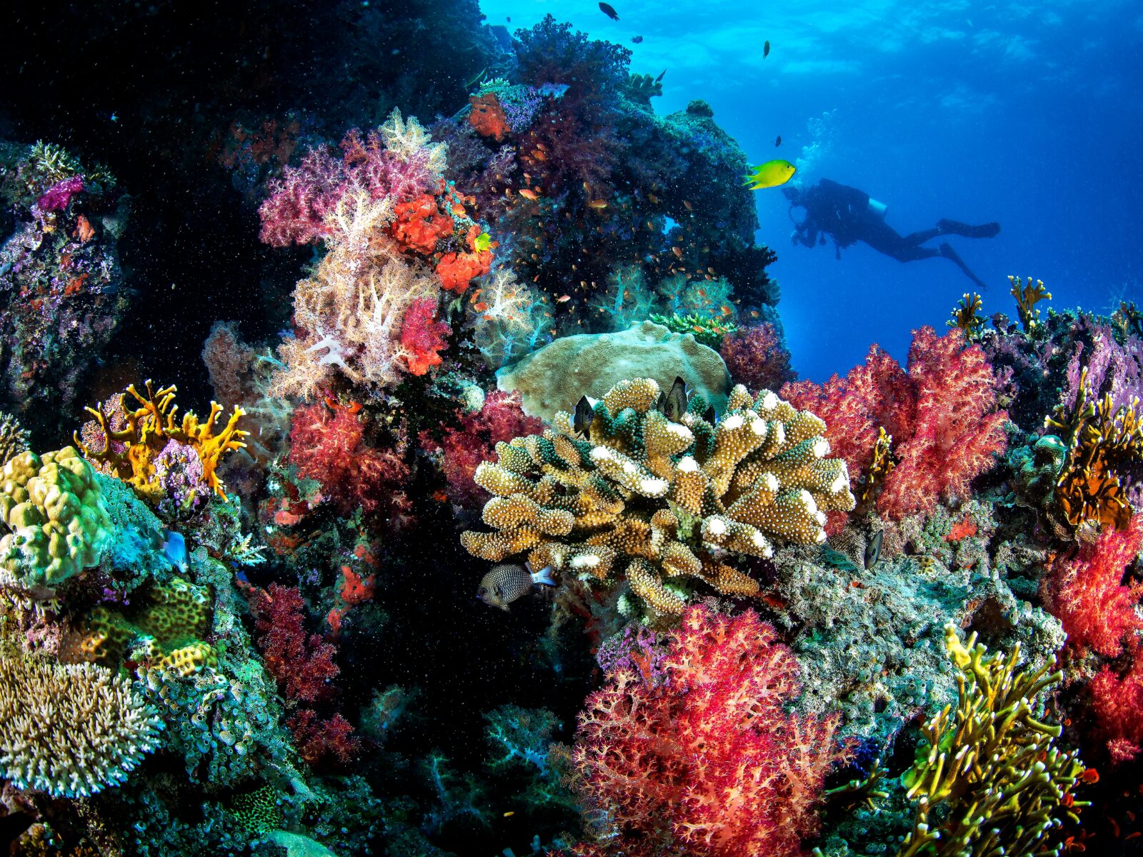 Coral,Magic,In,Fiji,Islands