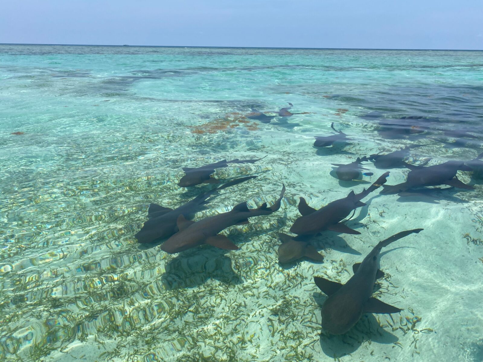 Nurse,Sharks,Swimming,In,Belize