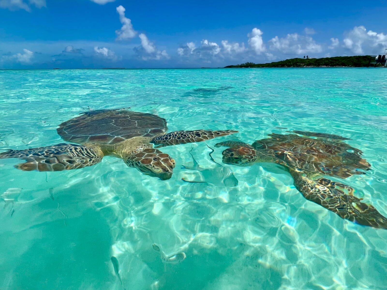 2,Sea,Turtles,Swimming,In,Exuma,Bahamas