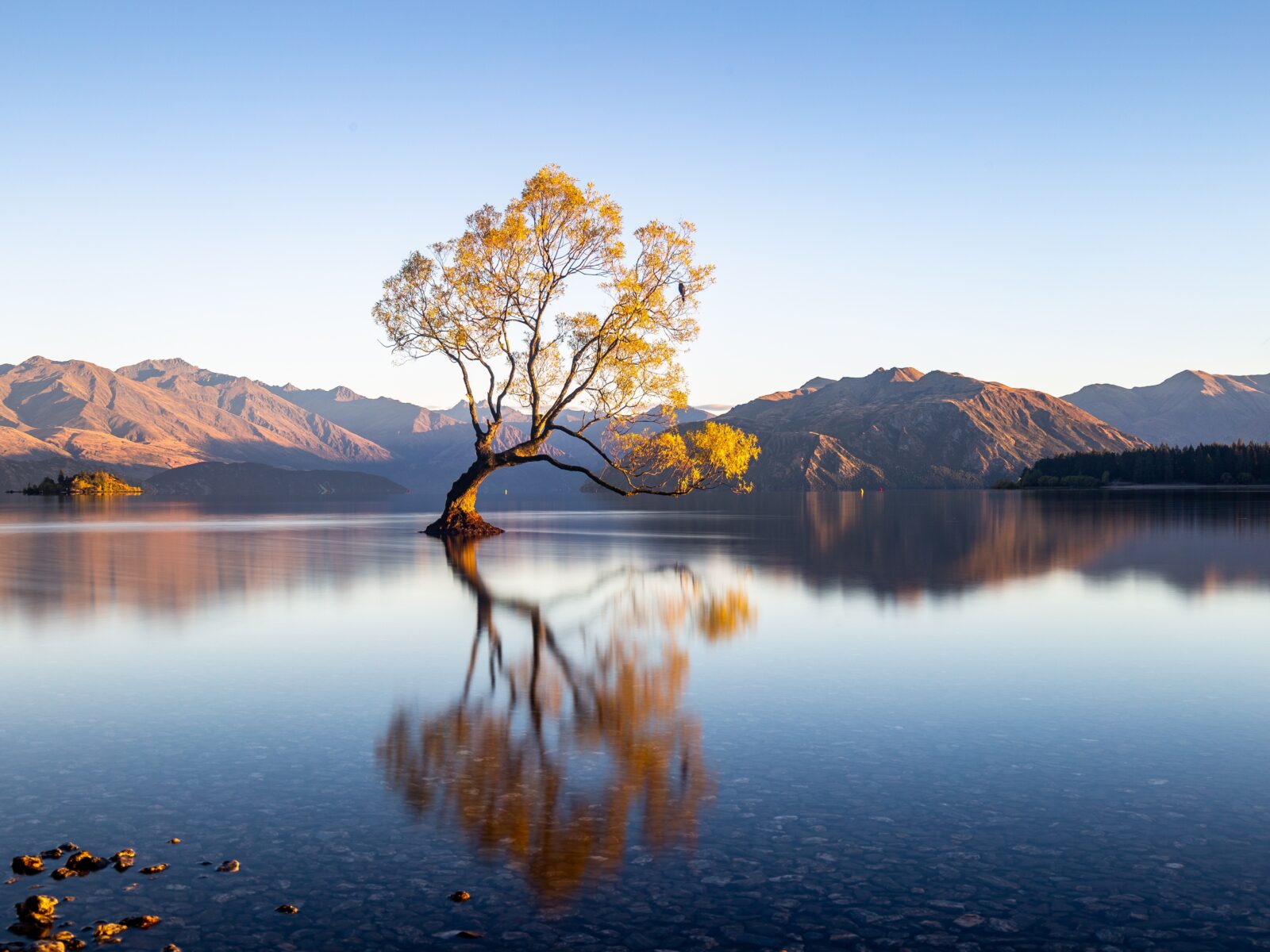 The,World-famous,Wanaka,Tree,Sunrise.,Wanaka,,New,Zealand.